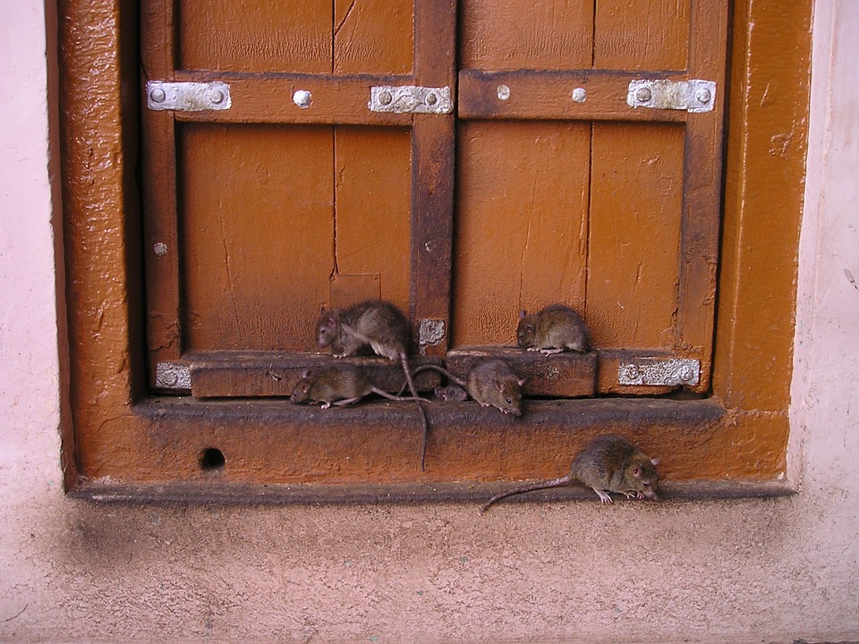 Devis dératisation à Pont-d'Ouilly